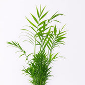 Chamaedorea Elegans 55cm Nahaufnahme