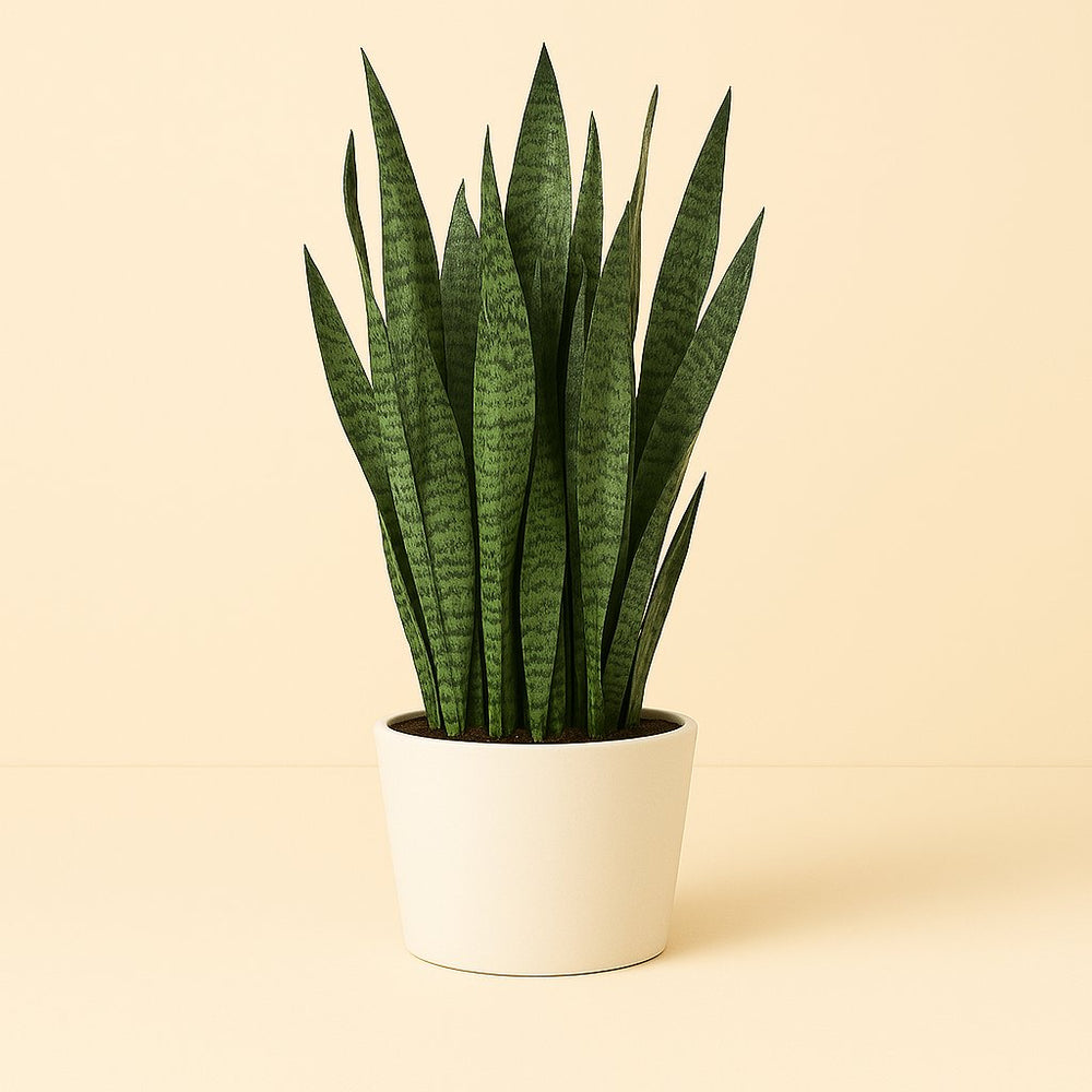 Sansevieria Zeylanica 70cm im 21cm Topf