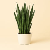 Sansevieria Zeylanica 70cm im 21cm Topf