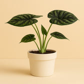 Alocasia Dragon Scale 35cm im 17cm Topf