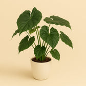Alocasia Cucullata 120cm im 27cm Topf