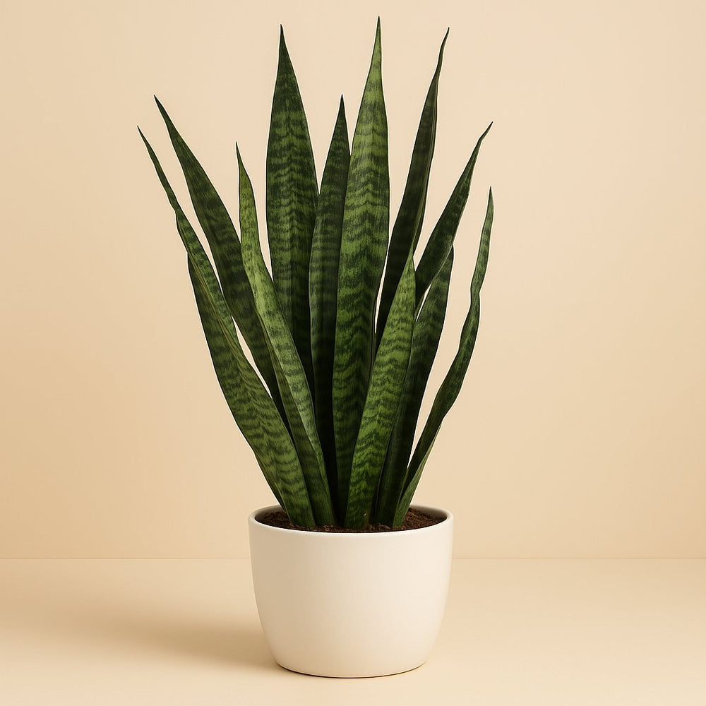 Sansevieria Zeylanica 110cm im 24cm Topf