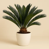 Cycas Revoluta 75cm im 21cm Topf
