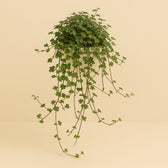 Pilea Glaucophylla 20cm im 11cm Topf