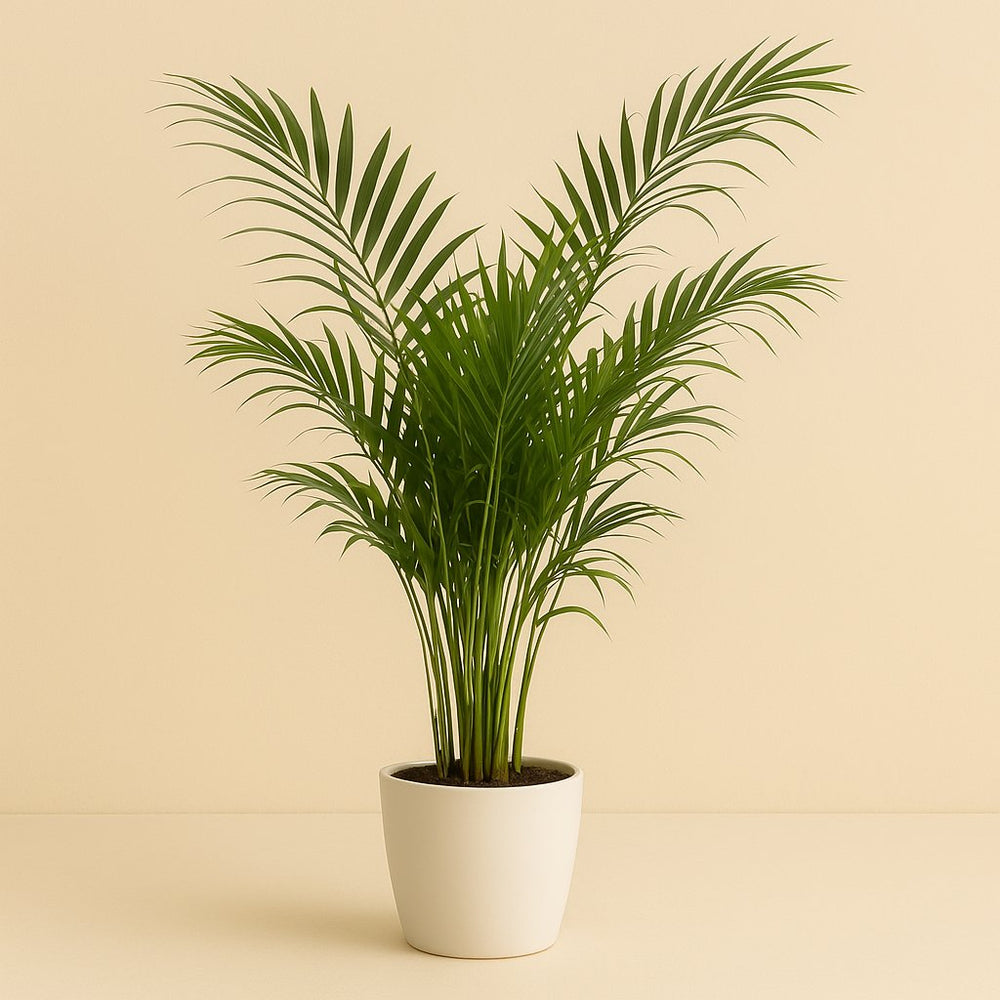 Dypsis Lutescens 160cm im 27cm Topf