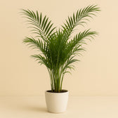 Dypsis Lutescens 160cm im 27cm Topf