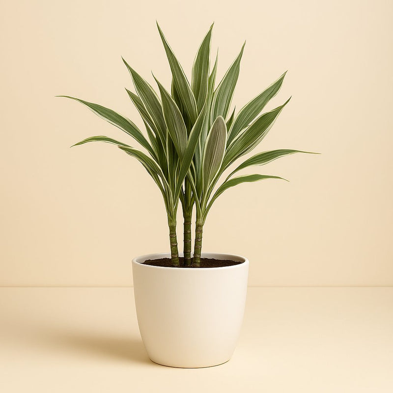 Dracaena Warneckei Detail