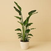 Strelitzia Nicolai 170cm im 36cm Topf