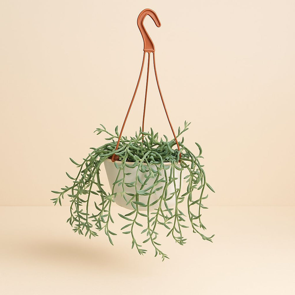 Senecio Hallianus - 25cm in einem modernen Studio mit modernem Topf