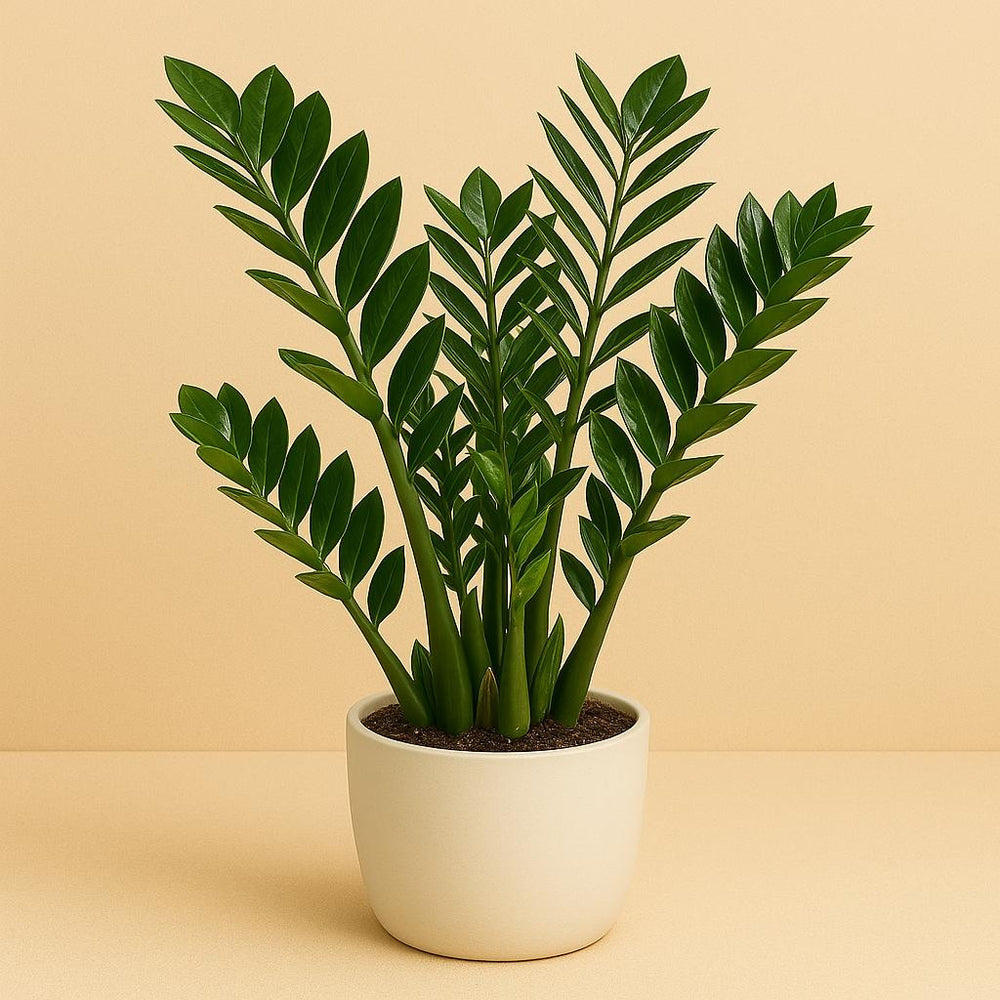 Zamioculcas 110cm 