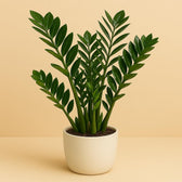 Zamioculcas 110cm 