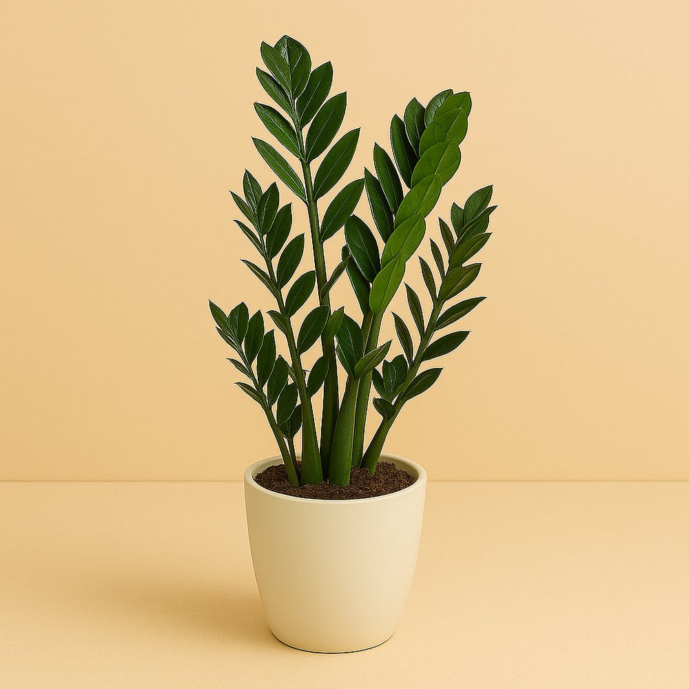 Zamioculcas 100cm im 27cm Topf