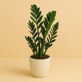Zamioculcas 100cm im 27cm Topf