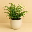 Adiantum Fritz Luthi