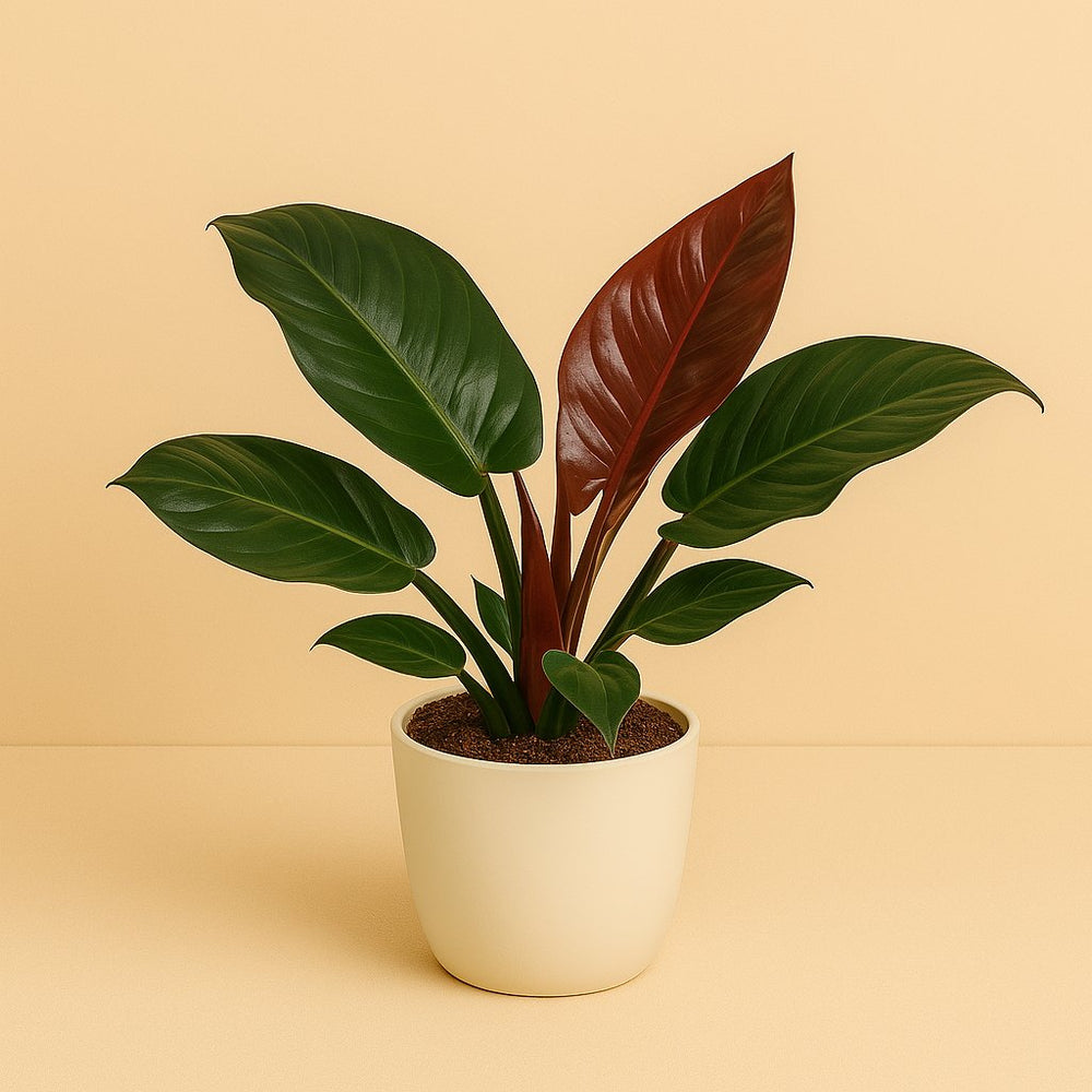 Philodendron Imperial Red 55cm im 19cm Topf