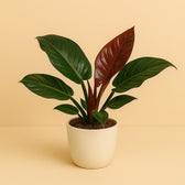 Philodendron Imperial Red 55cm im 19cm Topf