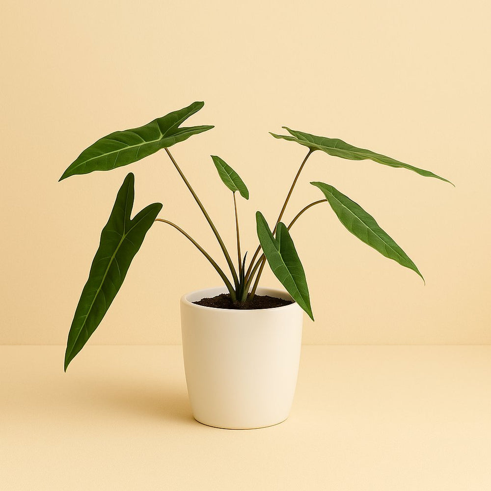 Philodendron Billietiae 50cm im 15cm Topf