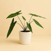 Philodendron Billietiae 50cm im 15cm Topf