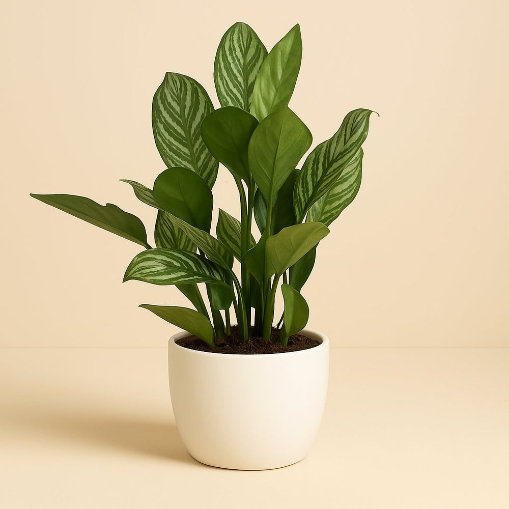 Aglaonema Stripes 60cm im 17cm Topf mehrtriebig