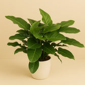 Philodendron Imperial Green 90cm im 34cm Topf