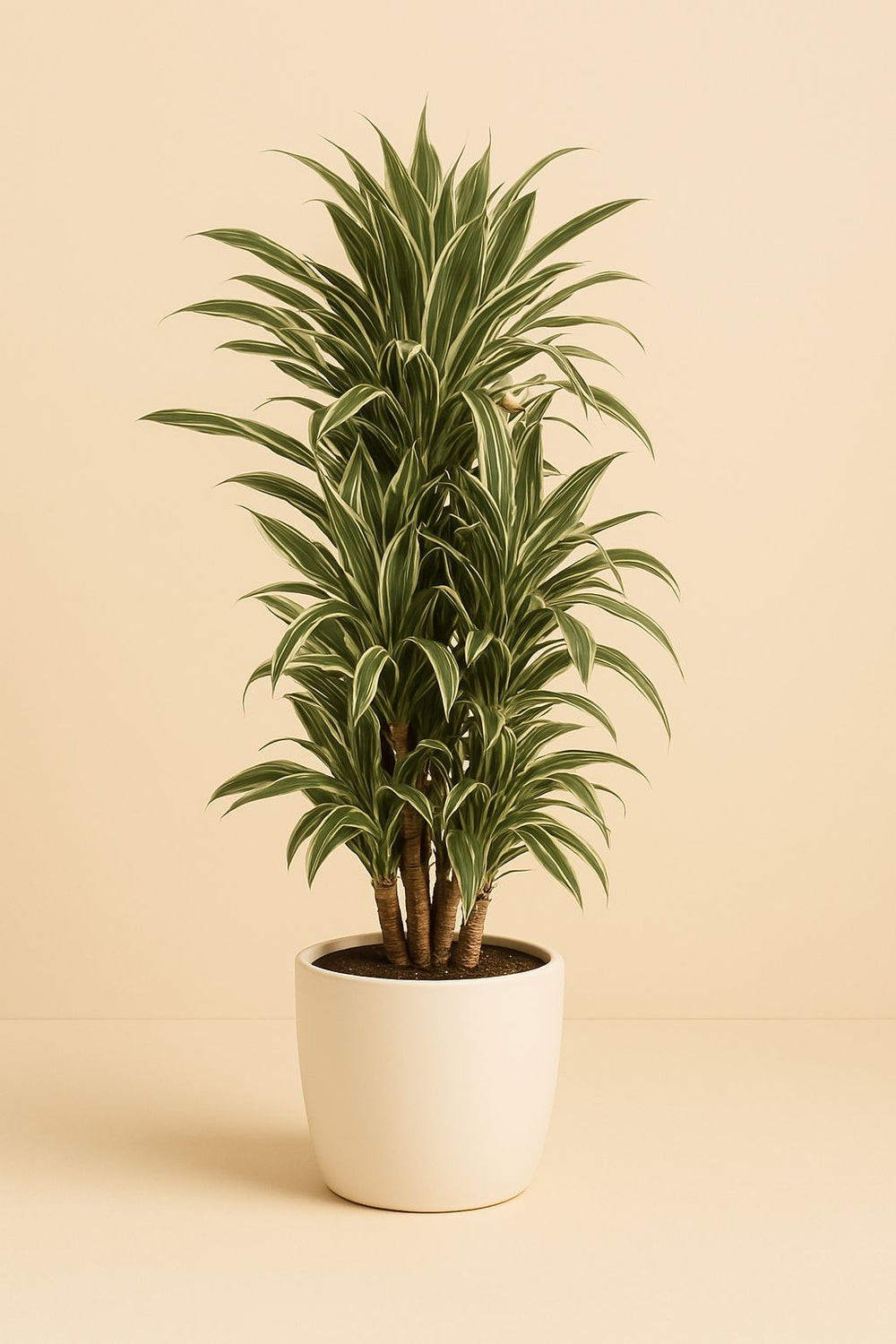 Dracaena Warneckei 110cm im 27cm Topf