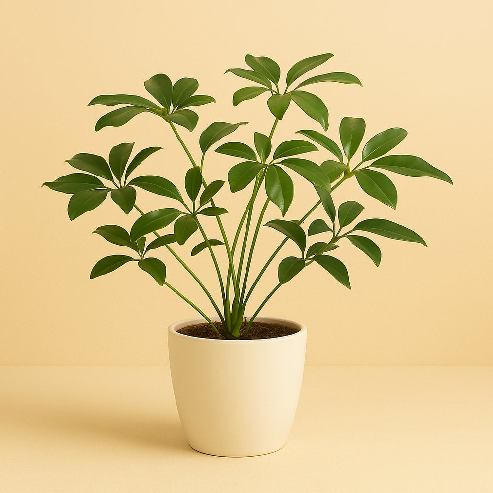 Philodendron Green Wonder 90cm im 27cm Topf