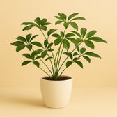 Philodendron Green Wonder 90cm im 27cm Topf