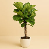 Ficus Lyrata 130cm im 27cm Topf