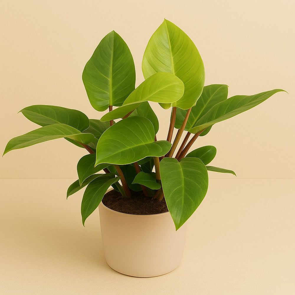 Philodendron Imperial Green 80cm im 27cm Topf