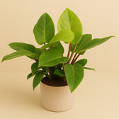 Philodendron Imperial Green 80cm im 27cm Topf