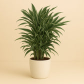 Dracaena Warneckei 100cm im 24cm Topf