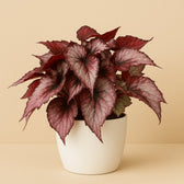 Begonia Maori Haze - 32cm in einem modernen Studio mit modernem Topf