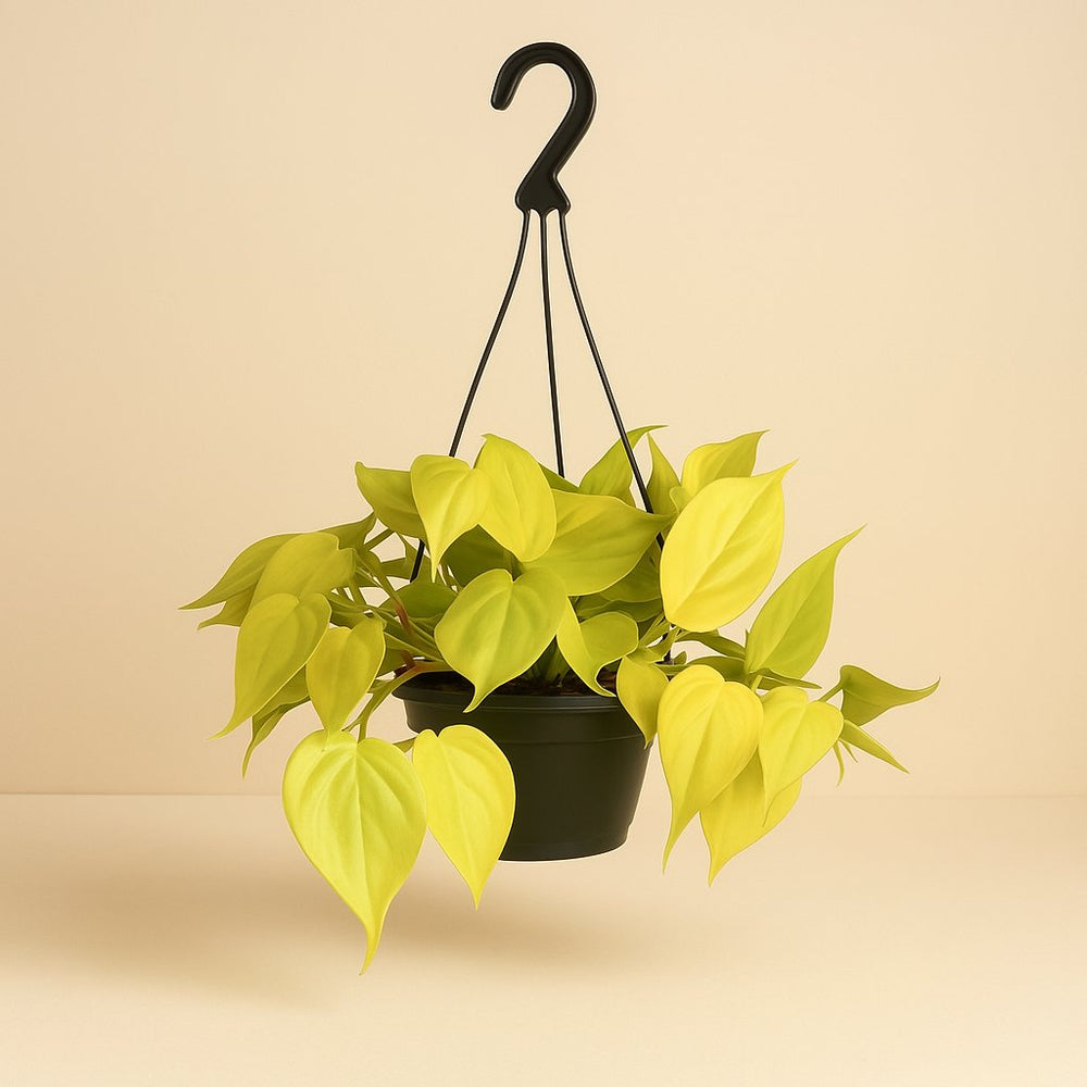 Philodendron Lime 35cm im 15cm Topf