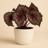Begonia Rex Macarena - 25cm in einem modernen Studio mit modernem Topf