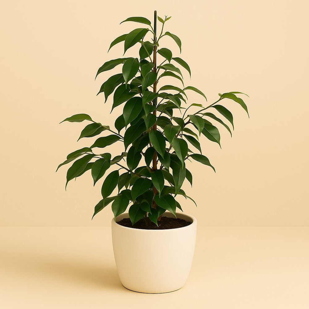 Ficus Benjamina Danielle 55cm im 14cm Topf