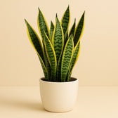 Sansevieria Laurentii - 60cm im Ø21cm Topf in einem modernen Studio