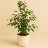 Ficus Benjamina Anastasia 55cm im 14cm Topf