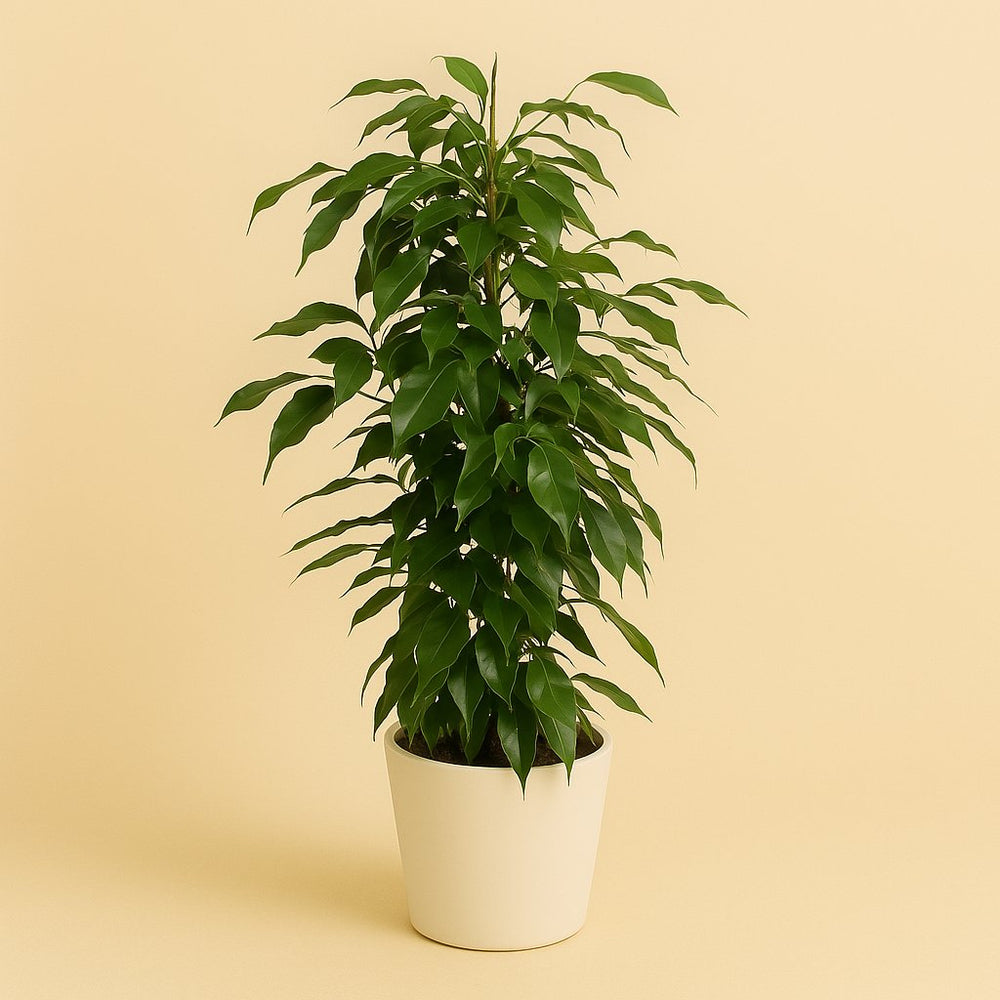 Ficus Benjamina Danielle 70cm im 17cm Topf