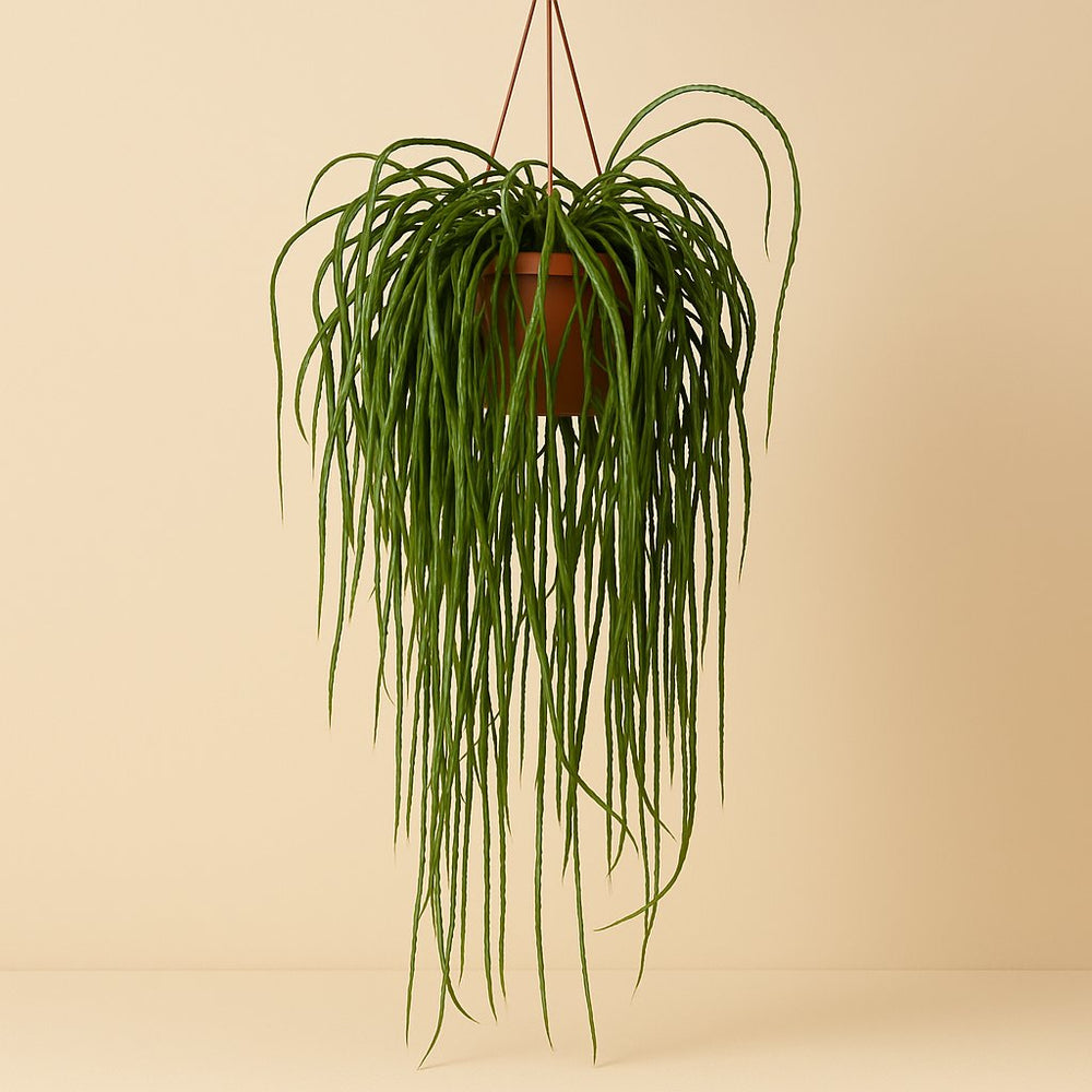 Lepismium Bolivianum 70cm im 20cm Topf