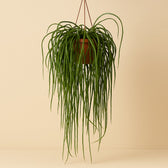 Lepismium Bolivianum 70cm im 20cm Topf