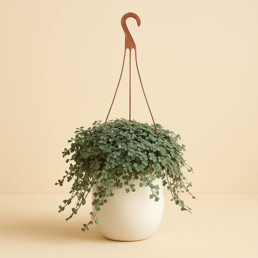 Pilea Glaucophylla 25cm im 16cm Topf