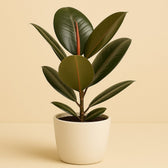 Ficus Elastica Robusta - 45cm im Ø14cm Topf in einem modernen Studio