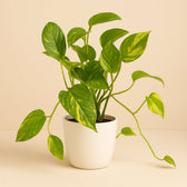 Scindapsus Aureum 35cm im 15cm Topf