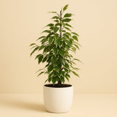 Ficus Benjamina Anastasia 60cm im 17cm Topf