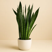 Sansevieria Zeylanica 120cm im 27cm Topf