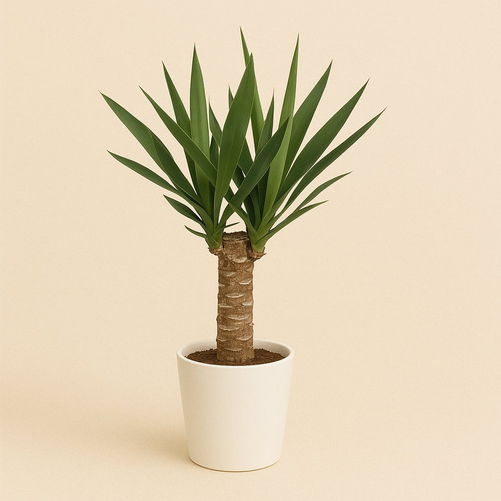 Yucca Elephantipes 60cm im 14cm Topf