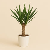 Yucca Elephantipes 60cm im 14cm Topf
