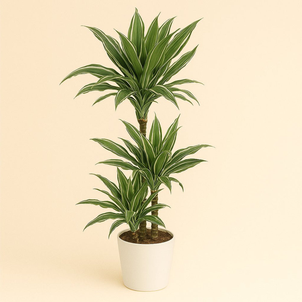 Dracaena Warneckei 125cm im 24cm Topf