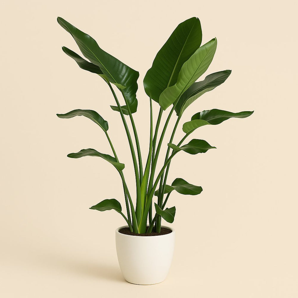 Strelitzia Nicolai 140cm im 27cm Topf