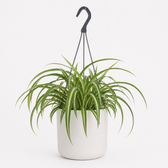 Chlorophytum Bonnie 35cm im 17cm Topf